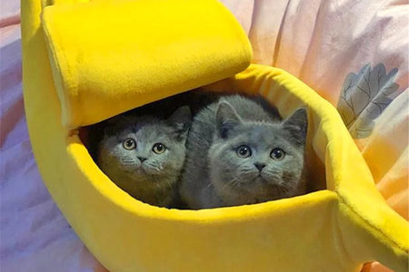Banana Pet Bed , Cama Para Mascotas Linda Y Divertida Con Cojín Removible Para Perros, Gatos De Interior, Conejos, Animales Pequeños, Amarillo